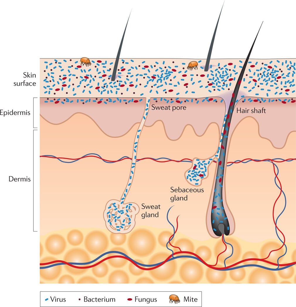The Skin Biome - Figure 1 The Skin Biome - Figure 1