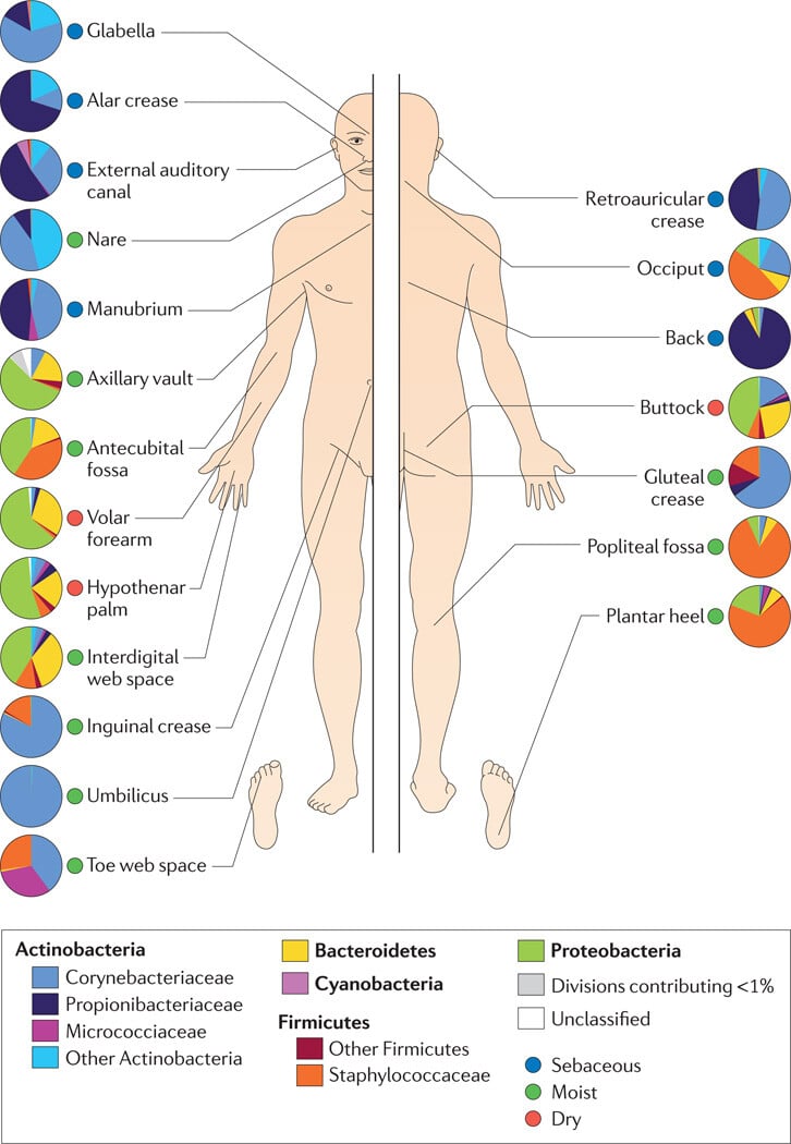 The Skin Biome - Figure 1 The Skin Biome - Figure 3
